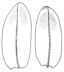 Ochiobryum blandum, leaves. Drawn from holotype, J.D. Hooker 22, BM-Wilson.
 Image: R.C. Wagstaff © Landcare Research 2020 CC BY 4.0